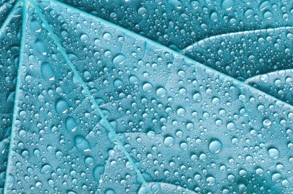 Mavi yaprak — Stok fotoğraf