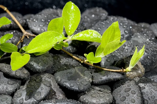 Planta verde — Fotografia de Stock