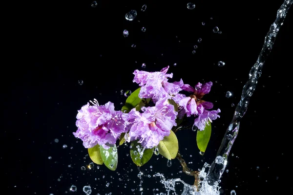 Blume mit Wasser — Stockfoto