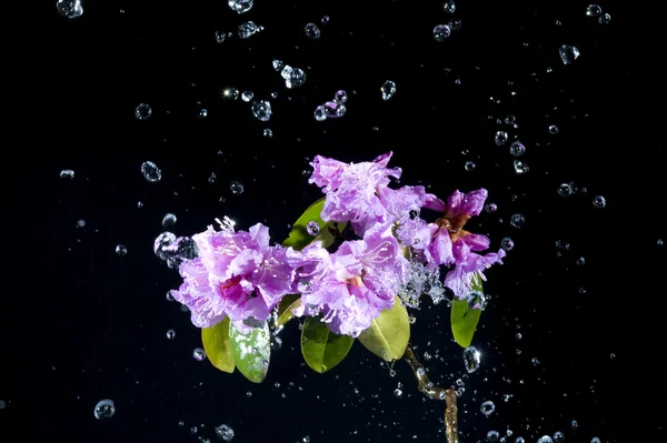 Flower with water — Stock Photo, Image