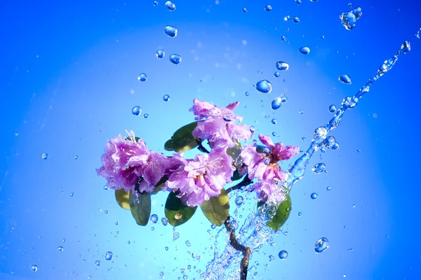 Blüte rosa Blume — Stockfoto