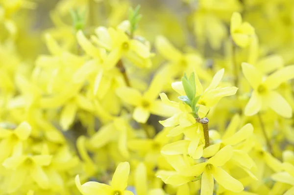 stock image Yellow flower