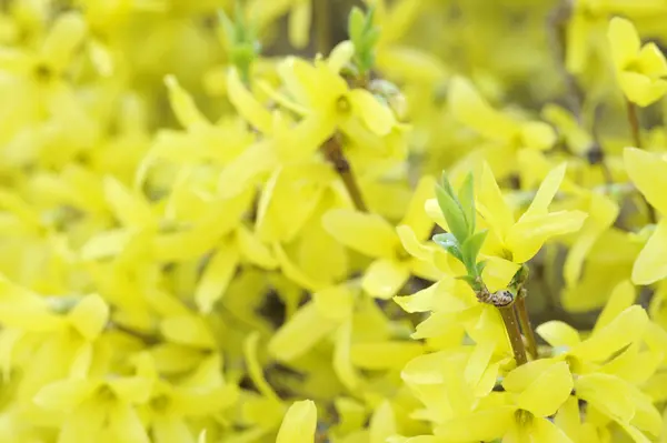 stock image Yellow flower