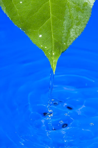 Acqua e foglie — Foto Stock