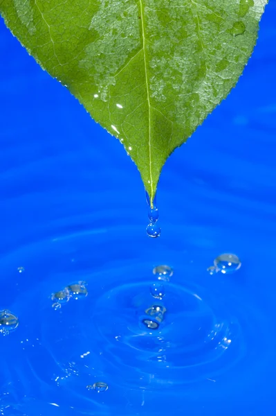 Вода и лист — стоковое фото