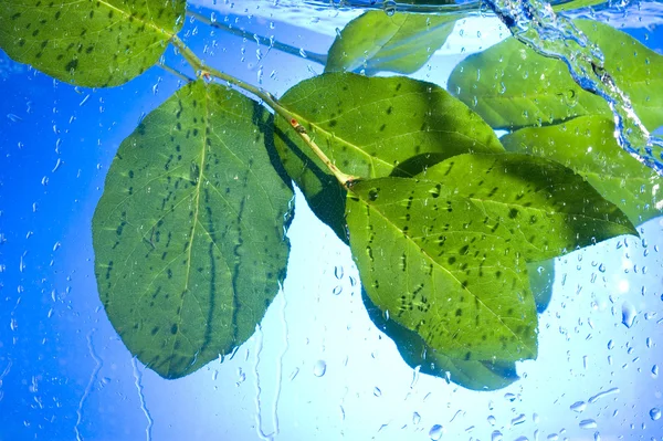 Bladeren en waterdruppel — Stockfoto