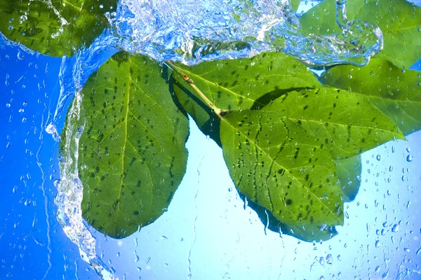 Yaprak ve su damlası — Stok fotoğraf