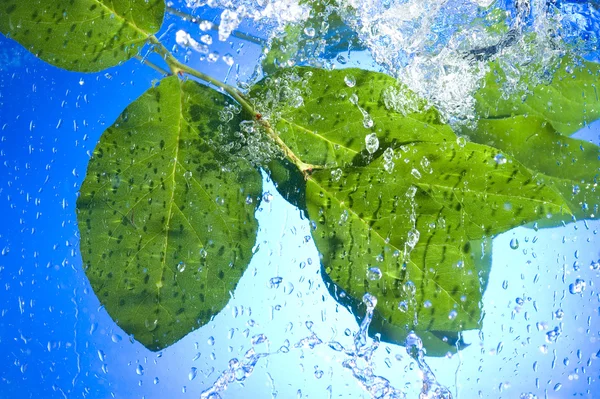 Листья и капли воды — стоковое фото