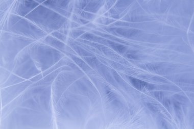 Feathers background clipart