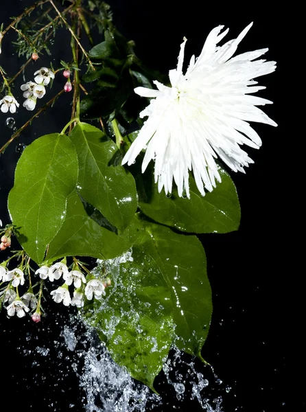 Blüte und Blätter — Stockfoto