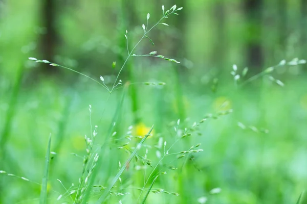 stock image Green grass