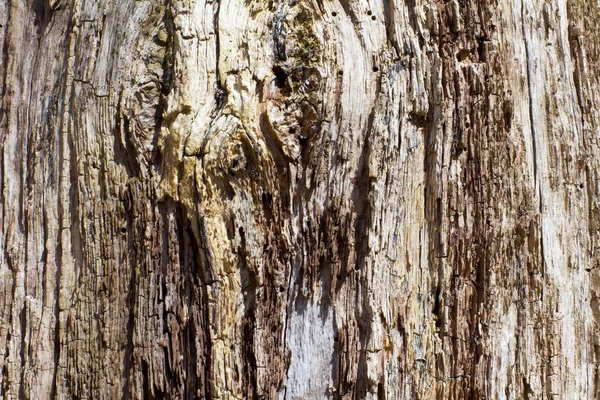 テクスチャの森 — ストック写真
