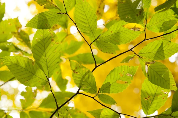 Follaje de otoño — Foto de Stock