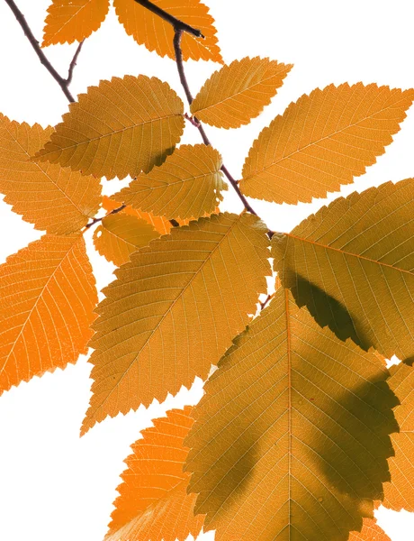 茶色の葉 — ストック写真
