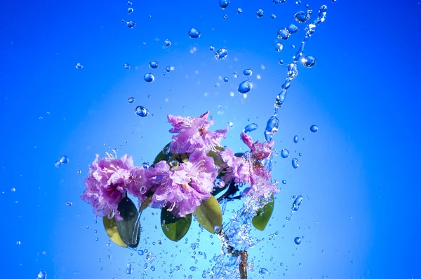 Blossom rosa blomma — Stockfoto