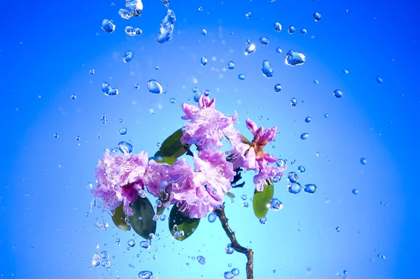 花ピンクの花 — ストック写真