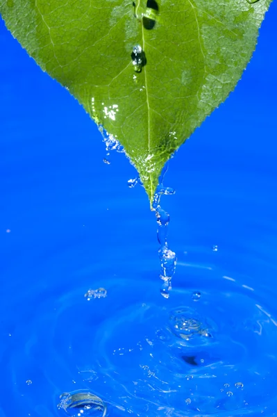 水和叶 — 图库照片