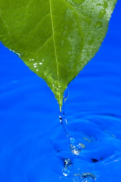 Wasser und Blatt — Stockfoto
