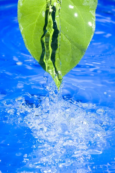 Agua y hoja — Foto de Stock