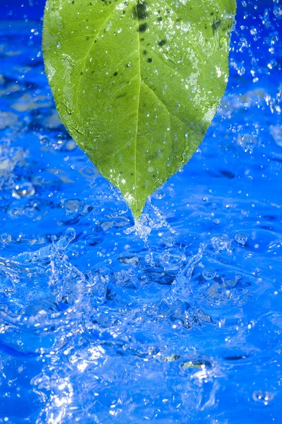 水と葉 — ストック写真
