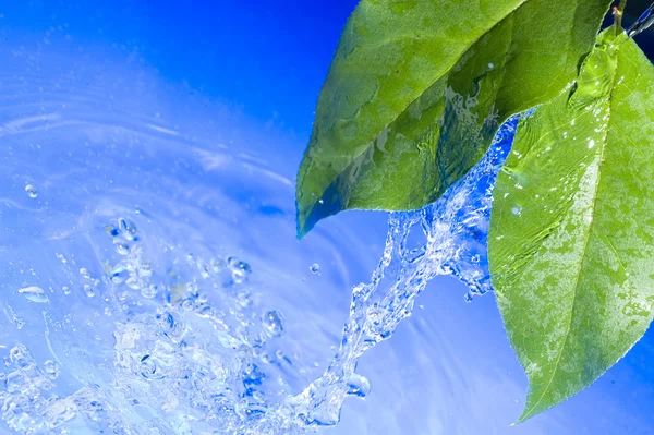Su ve yaprak — Stok fotoğraf