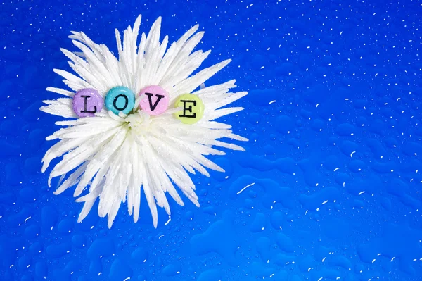 Květina a láska — Stock fotografie