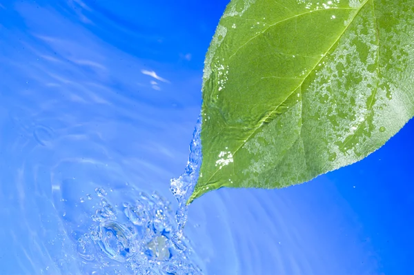 Water en blad — Stockfoto