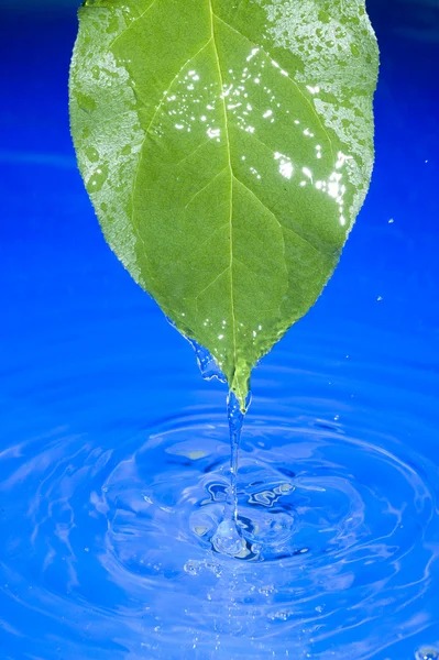 Wody i liść — Zdjęcie stockowe