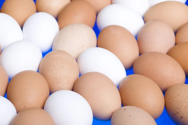 stock image Eggs