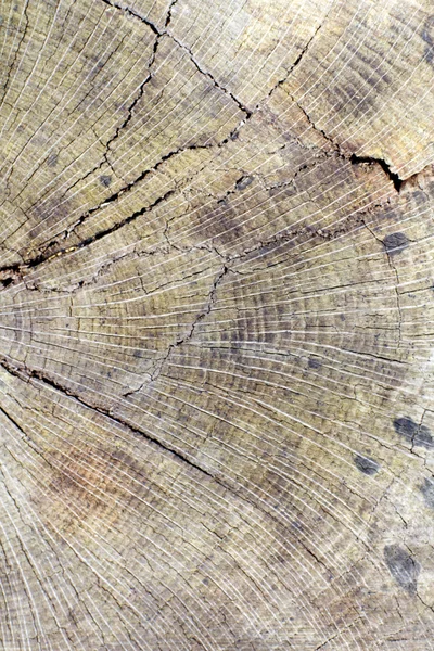 Texture woods — Stok fotoğraf