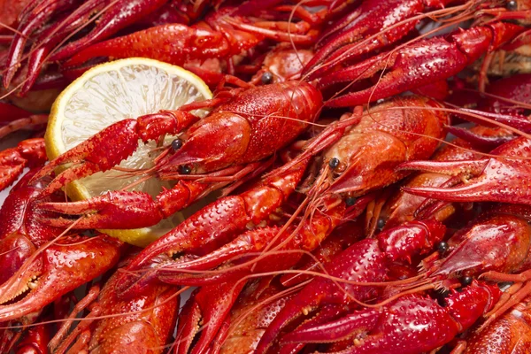 stock image Red crayfish