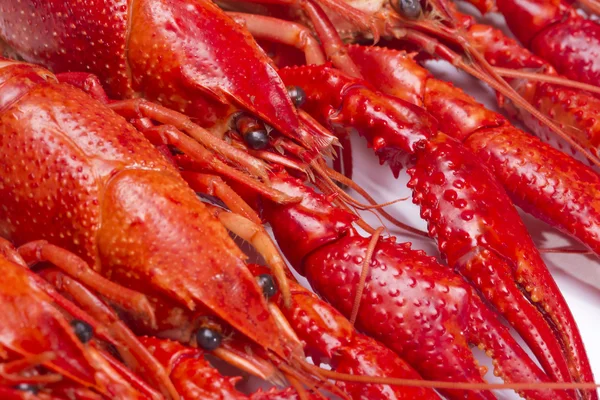 Red crayfish — Stock Photo, Image