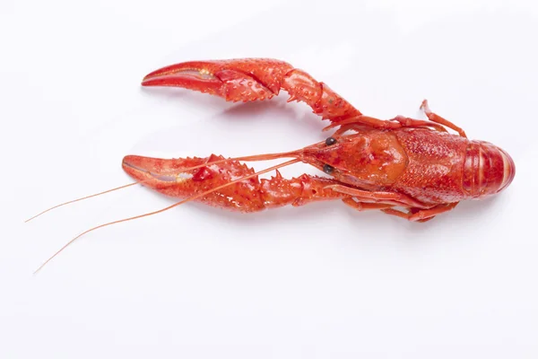 Pez cangrejo rojo —  Fotos de Stock