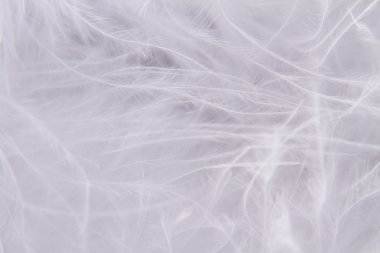 White feathers background clipart