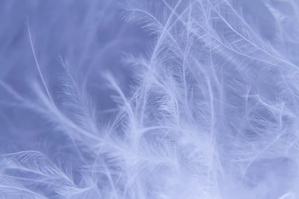 Фон белых перьев — стоковое фото