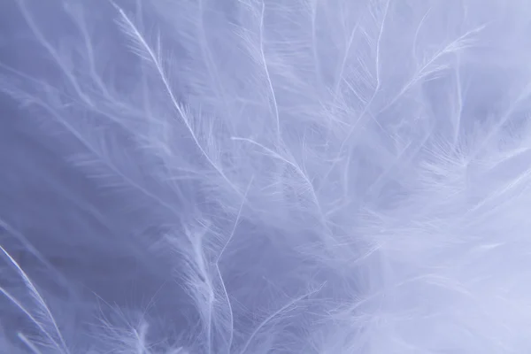 Stock image White feathers background
