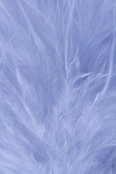 stock image White feathers background
