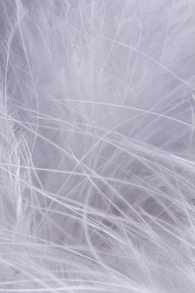 stock image White feathers background