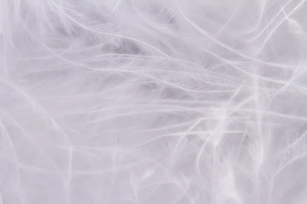 White feathers background — Stock Photo, Image