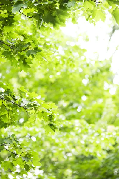 Grüner Hintergrund — Stockfoto