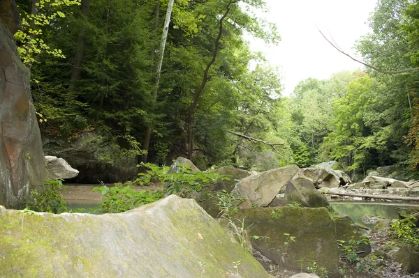 stock image Green forest