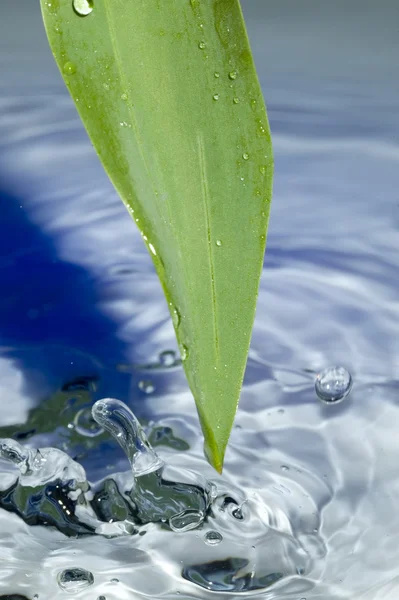 Yaprak ve su — Stok fotoğraf