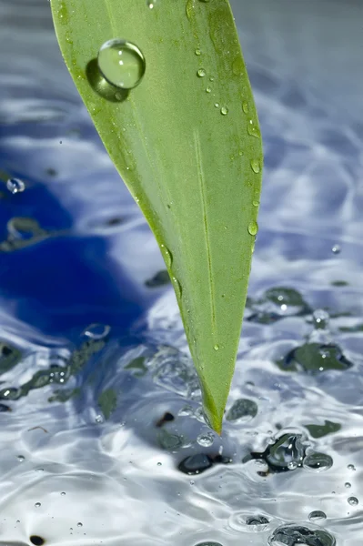 Blad en water — Stockfoto