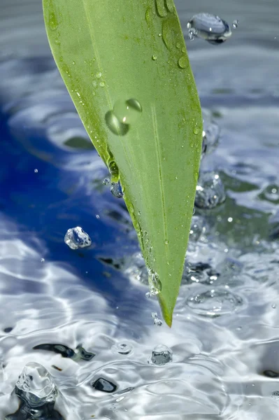 Blad en water — Stockfoto