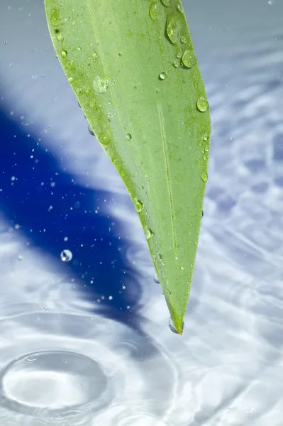 Лист и вода — стоковое фото