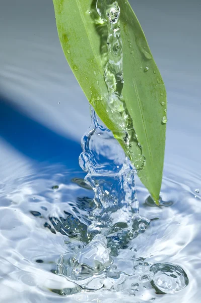 Hoja y agua —  Fotos de Stock