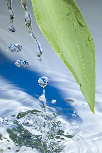 Folha e água — Fotografia de Stock