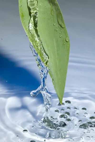 Liść i wody — Zdjęcie stockowe