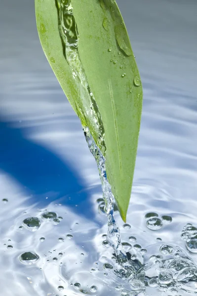 Yaprak ve su — Stok fotoğraf