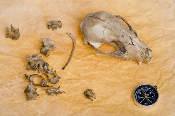 stock image Compass and skull